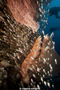 Seafan and glassfish taken in Ras Ghozlani. by Stephan Kerkhofs 